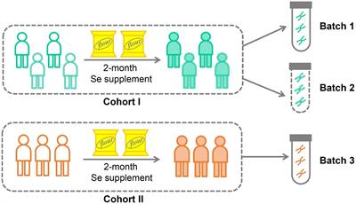 Gut microbiome predicts selenium supplementation efficiency across different Chinese adult cohorts using hybrid modeling and feature refining